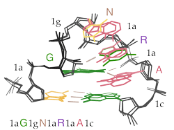 GNRA tetraloop