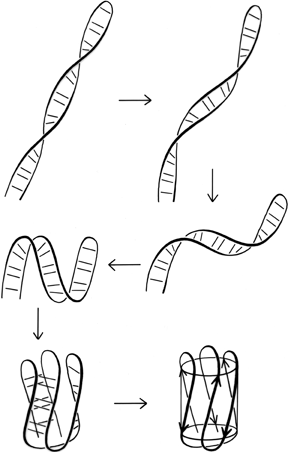 Fig 100